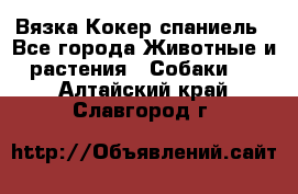 Вязка Кокер спаниель - Все города Животные и растения » Собаки   . Алтайский край,Славгород г.